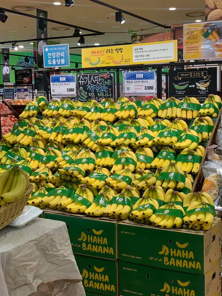 Chuối Việt Nam chính thức lên kệ tại siêu thị tại Hàn Quốc
