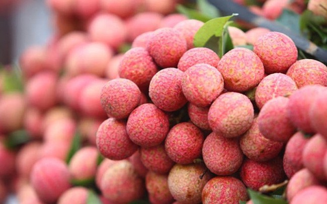 Lô vải thiều Lục Ngạn đầu tiên đã được xuất khẩu sang Nhật Bản