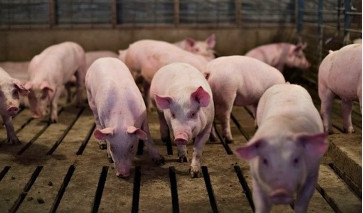 Giá heo hơi hôm nay 216 Duy trì sự ổn định do thịt xuất khẩu bắt đầu vào thị trường trong nước