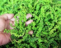 Giá tiêu hôm nay 21/6 Đi ngang sau phiên giảm mạnh 