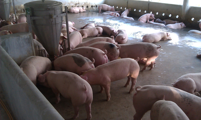 Giá heo hơi hôm nay 236 Dù đã hạ nhiệt vẫn ở mức cao