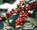 Giá cà phê hôm nay 25/6: Dự báo giá cà phê giảm 200 đồng/kg