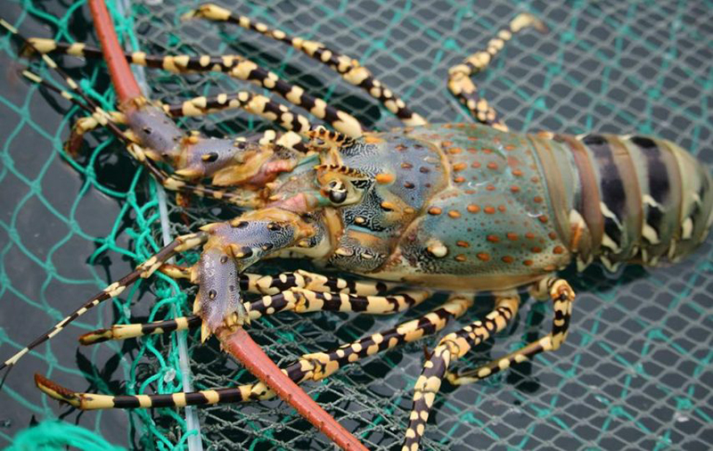 Mỹ tuyên bố sẽ áp thuế đối với hải sản Trung Quốc, nếu Bắc Kinh không mua tôm hùm