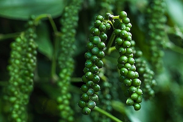 Giá tiêu hôm nay 286 Mất mốc 50.000 đồngkg