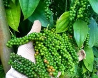 Giá tiêu hôm nay 30/6 Tăng sốc trở lại mốc 50.000 đồng/kg 