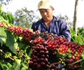 Giá cà phê hôm nay 30/6 Thế giới bật tăng trong nước đi ngang 
