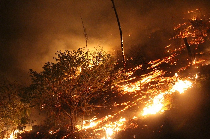 Hơn 2.000 người nỗ lực cứu rừng thông Nghệ An bùng cháy trong đêm