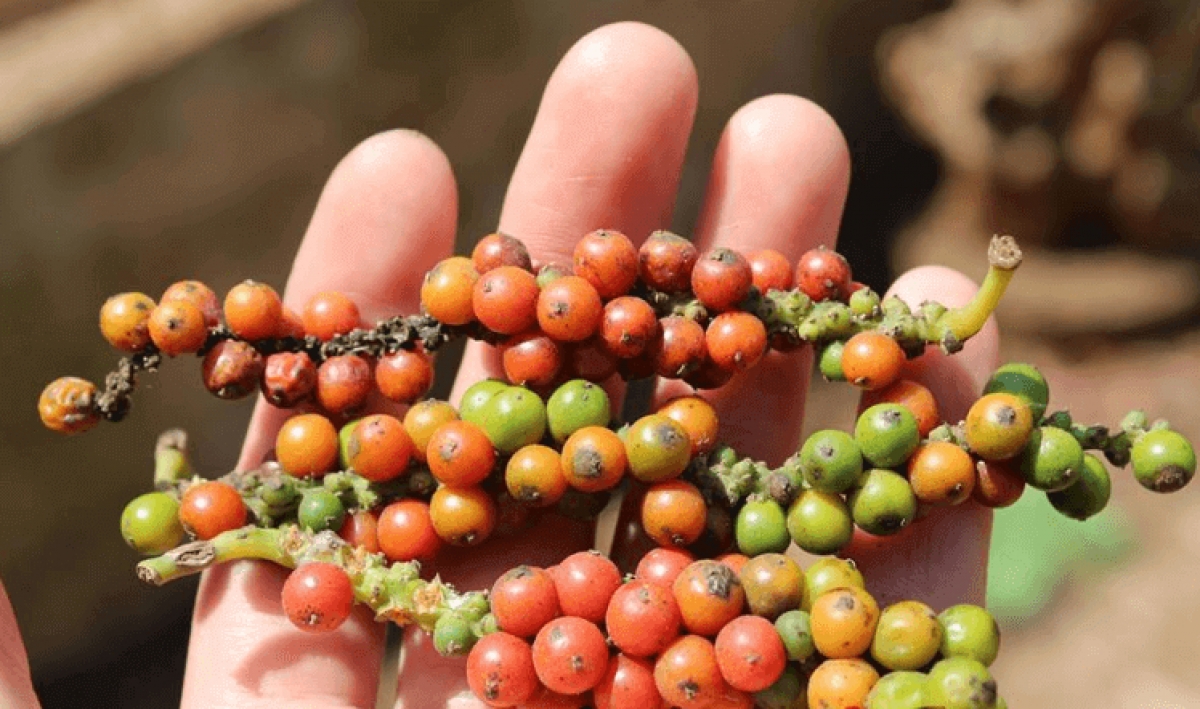 Giá tiêu hôm nay 27 Tăng sốc 500 đồngkg giá cao nhất hôm nay là 50.500 đồngkg