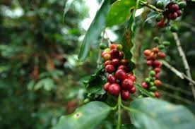 Giá cà phê hôm nay 37 Đi ngang sau 3 ngày tăng liên tiếp