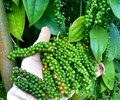 Giá tiêu hôm nay 6/7 Đi ngang đầu tuần mới giá cao nhất là 51.000 đồng/kg 