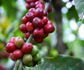 Giá cà phê hôm nay 6/7 Trong nước đi ngang thế giới giảm nhẹ 