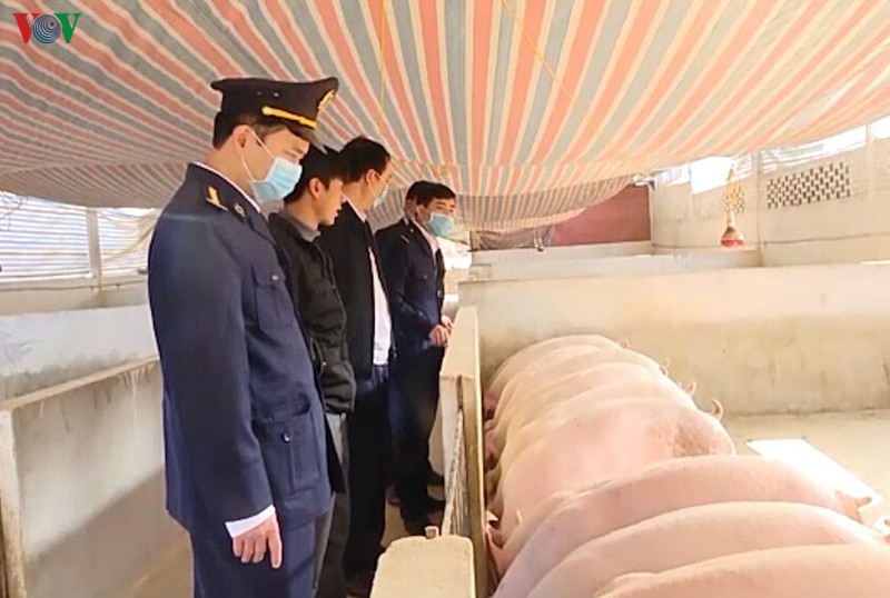 Huyện Phù Yên (Sơn La) tái phát bệnh dịch tả lợn Châu Phi