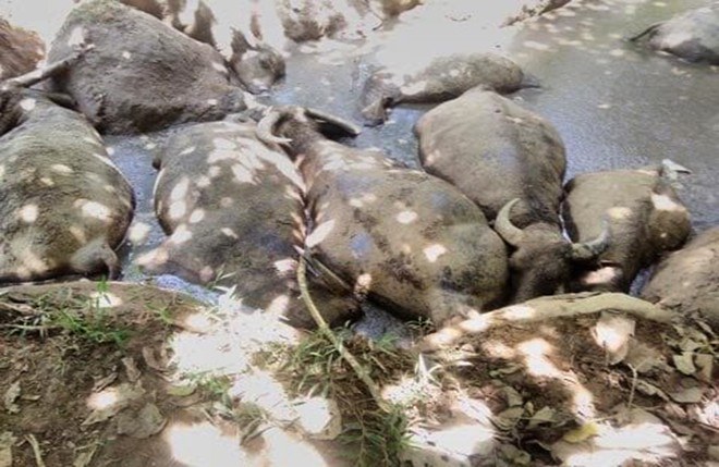 Đàn trâu 14 con của nông dân Ba Vì lăn ra chết bất thường, nghi bị đầu độc