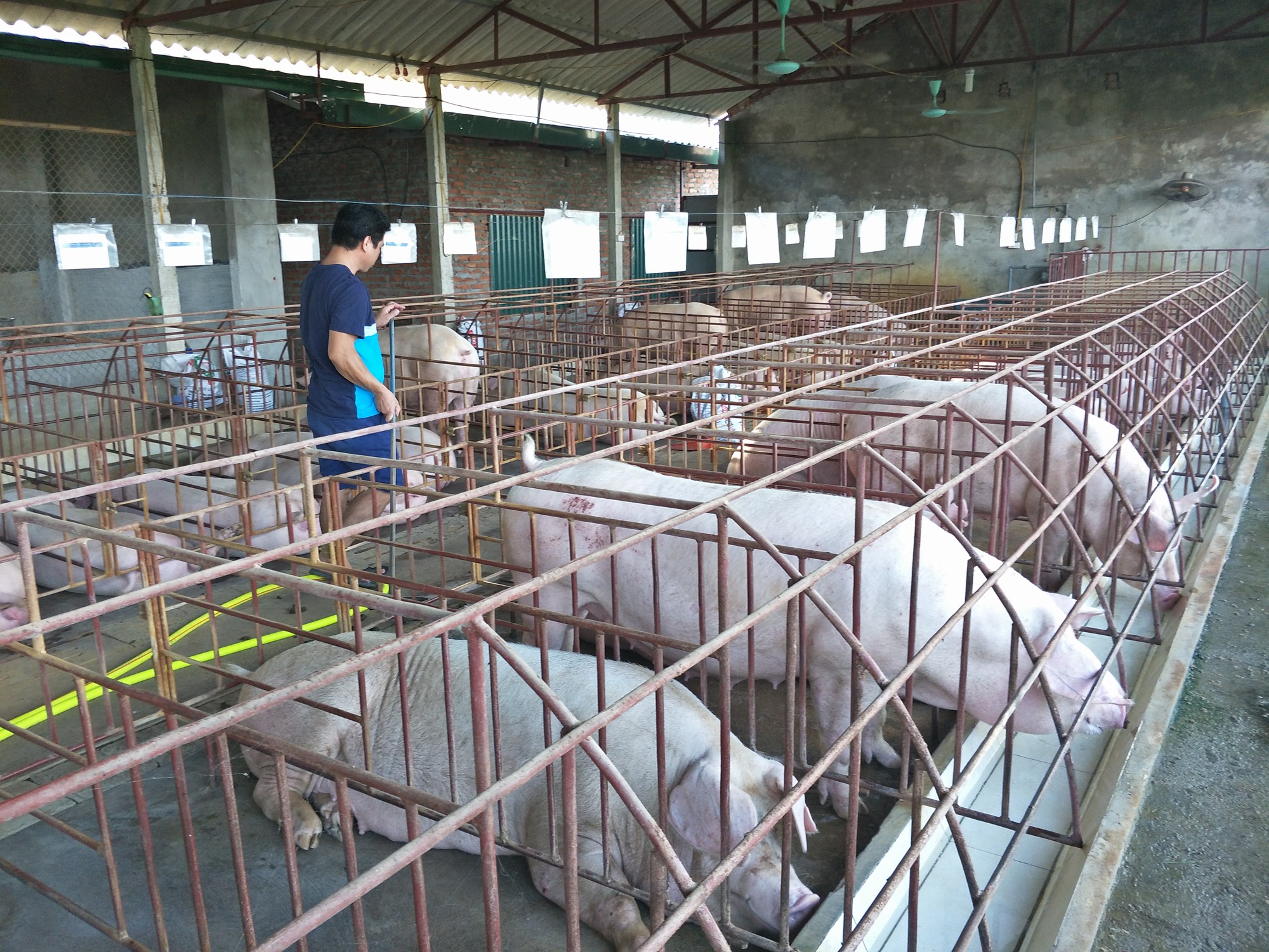 Giá heo hơi hôm nay 107 Chưa hạ nhiệt, một số địa phương biến động nhẹ