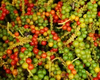 Giá tiêu hôm nay 10/7 Giảm 500 - 1.000 đồng/kg tại các vùng trọng điểm 