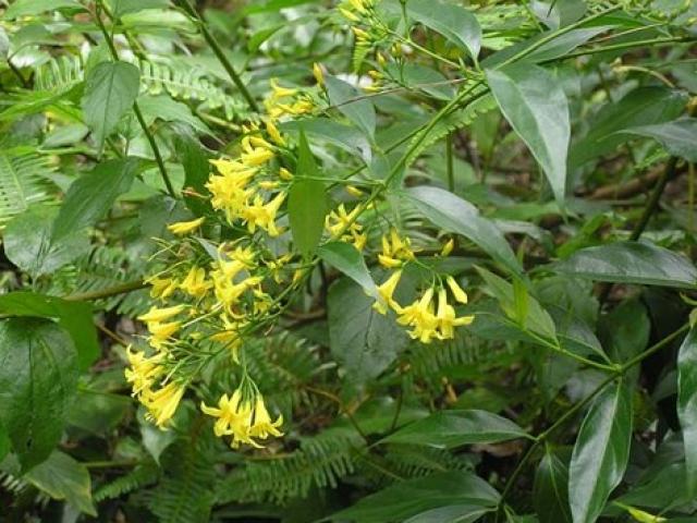 Hà Giang Ăn nhầm lá ngón 3 phụ nữ tử vong, 2 người nguy kịch nhập viện 