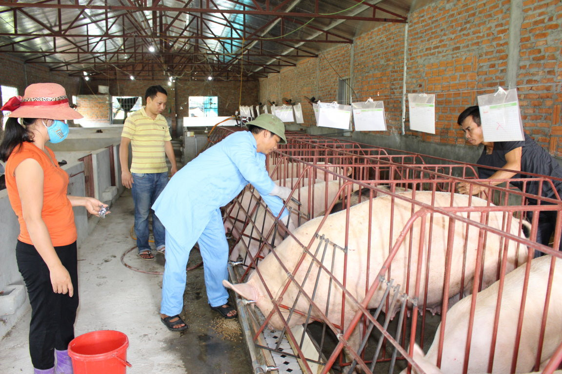 Việt Nam đủ khả năng xét nghiệm và phát hiện virus cúm lợn