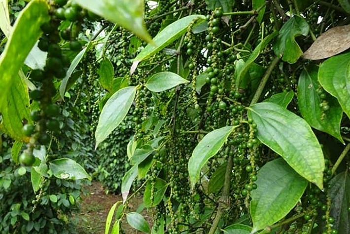 Giá tiêu hôm nay 207 Đầu tuần đi ngang, dự báo giá tiêu tăng mạnh trong thời gian tới