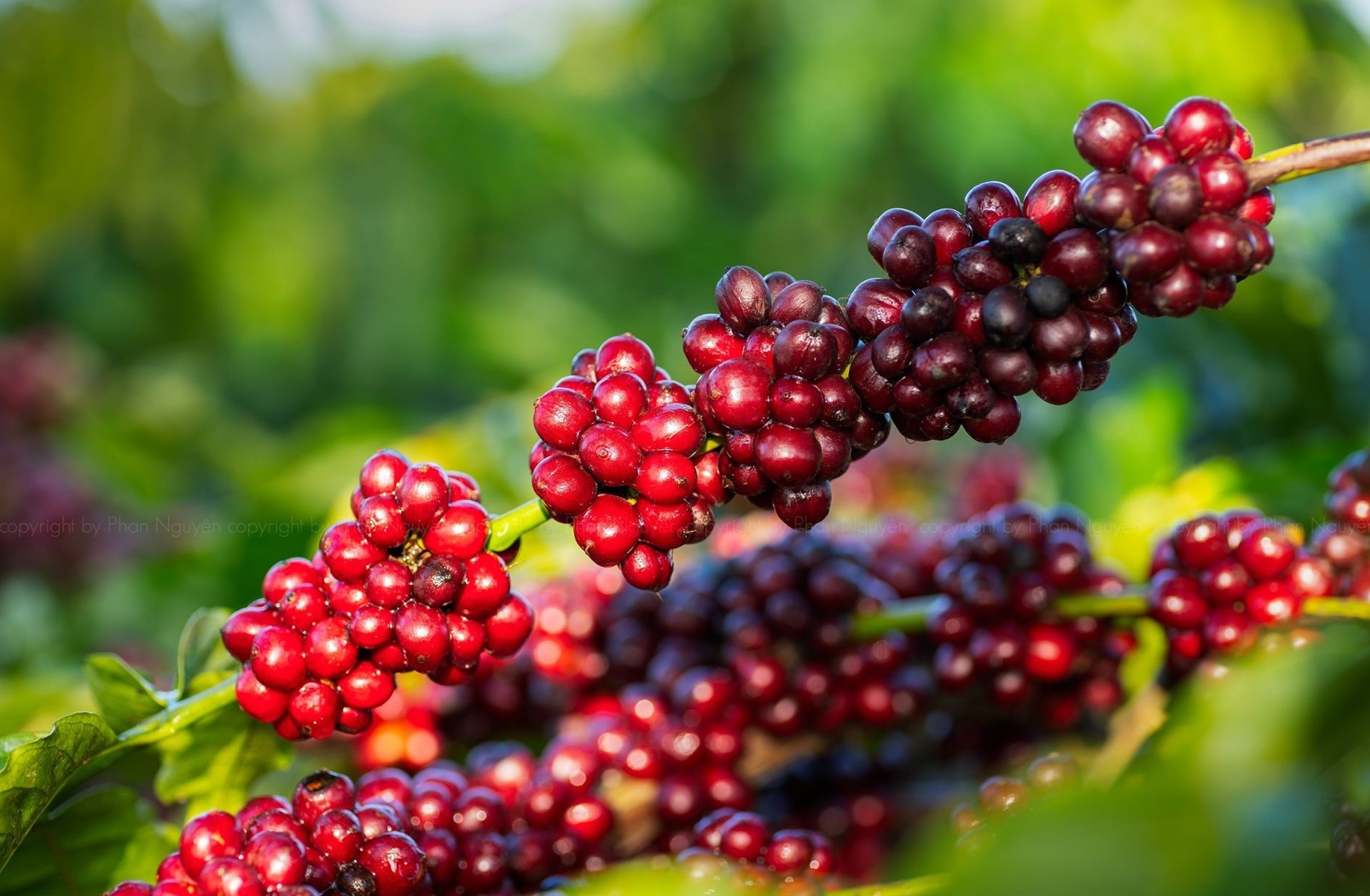 Giá cà phê hôm nay 227 Quay đầu tăng mạnh 600 đồngkg, giá cao nhất là 32.800 đồngkg