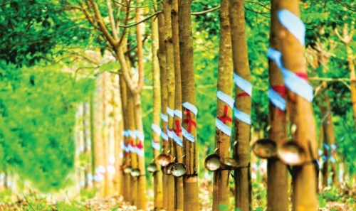 Giá cao su hôm nay 227 Giá cao su tại Tokyo tiếp đà tăng mạnh