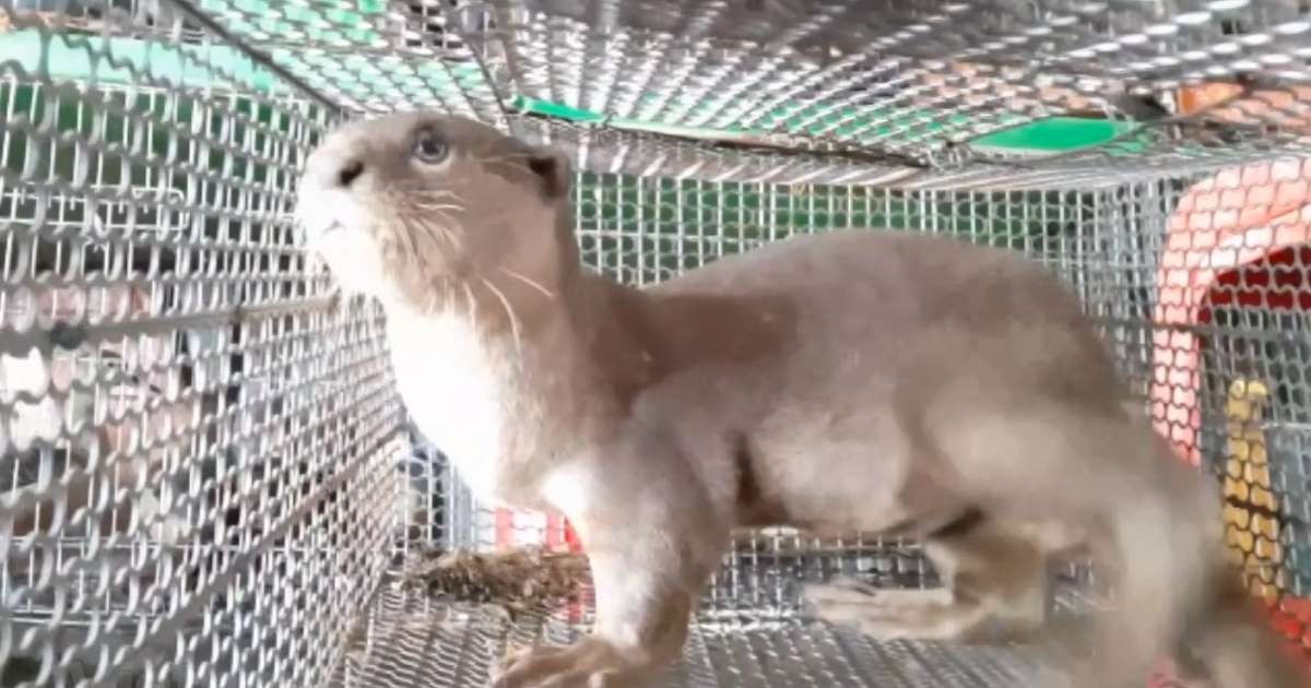 Thủ tướng chỉ thị dừng nhập khẩu động vật hoang dã