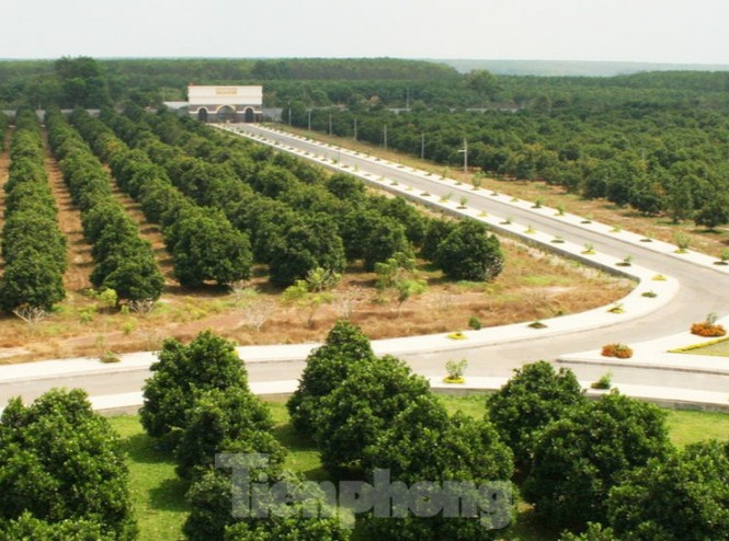 Bình Dương lập đoàn thanh tra nông trại rộng gần 153 ha đất