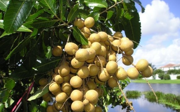 Nhãn Hải Dương tự tin tiếp cận các thị trường cao cấp