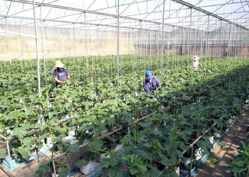 TPHCM Gỡ khó khu vực kinh tế tập thể, hợp tác xã