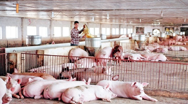 Giá heo hơi hôm nay 58 Heo Thái tiếp tục đổ về, heo hơi trong nước giảm nhẹ