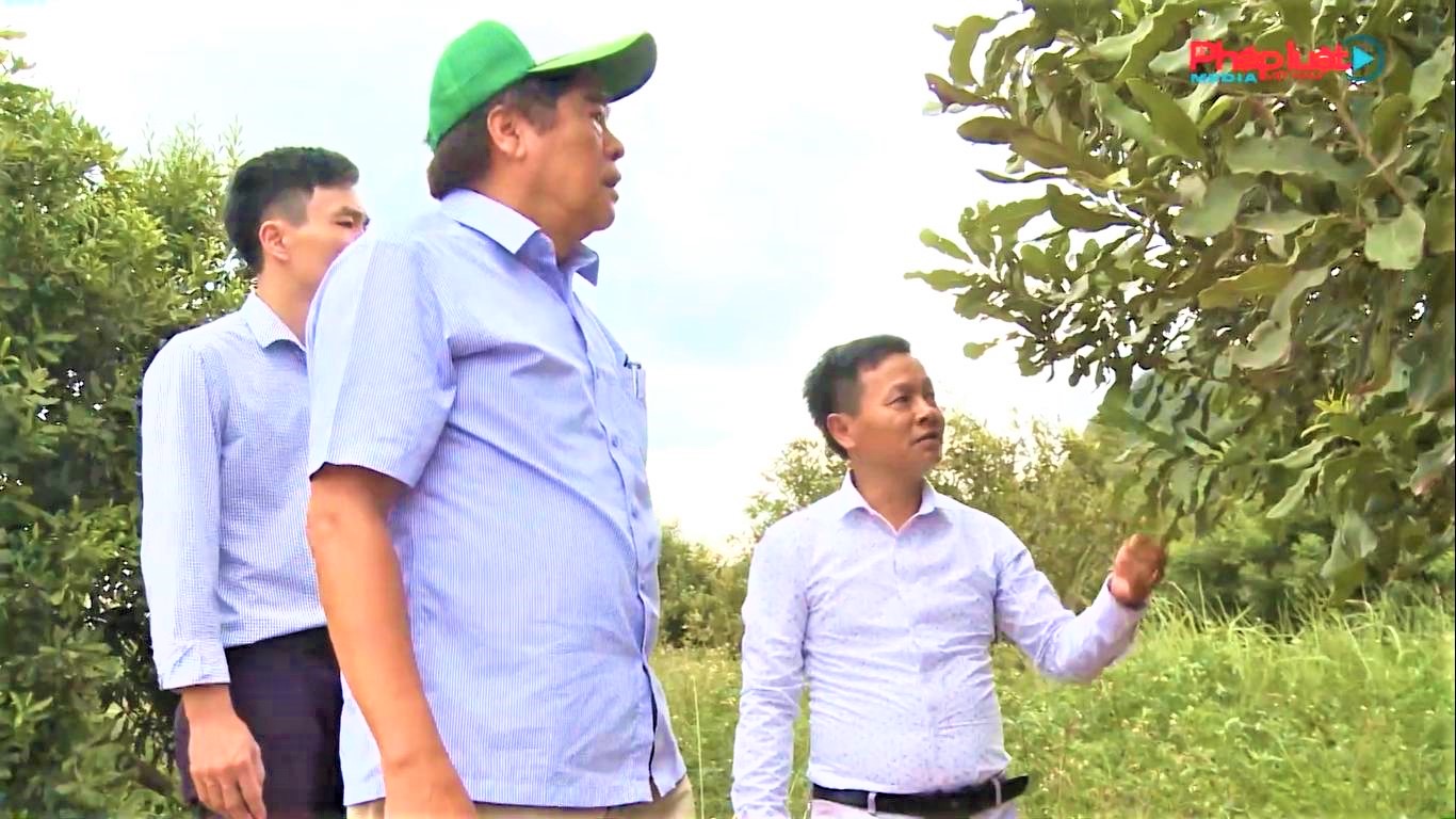 Macca Nutrition Việt Nam Xây dựng vùng nguyên liệu hướng đến phát triển bền vững