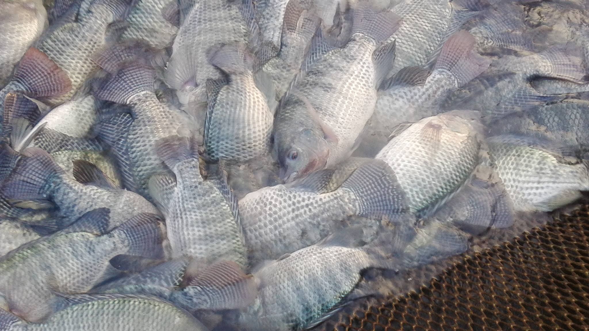 Được miễn thuế, Mỹ đẩy mạnh nhập khẩu cá rô phi