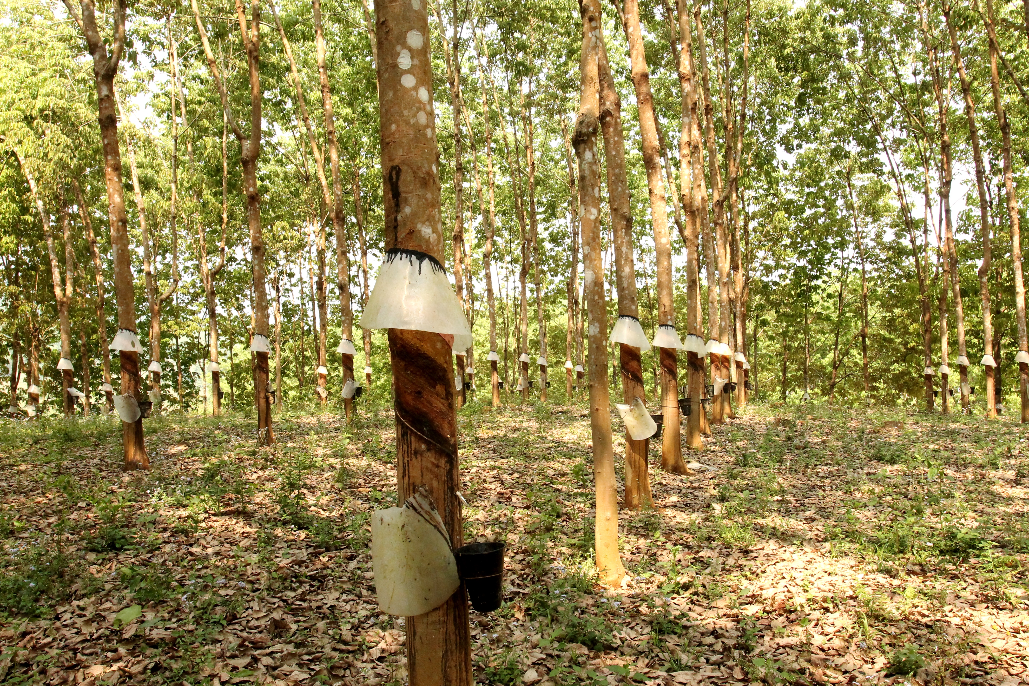 Xuất khẩu cao su tăng trưởng khả quan trong tháng 7