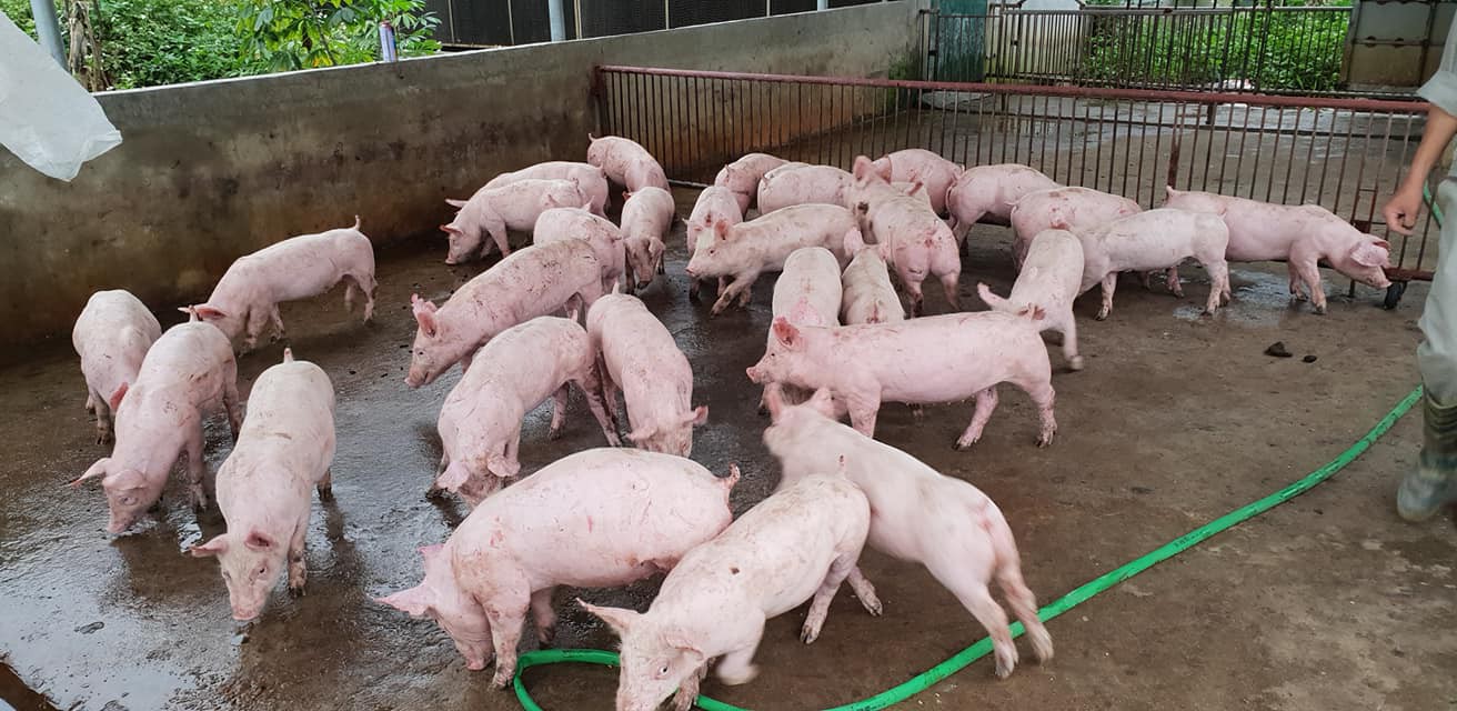 Giá heo hơi hôm nay 228 Duy trì sự ổn định tại cả 3 miền