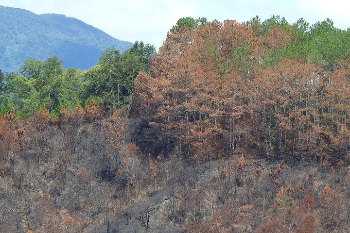 Kon Tum Kỷ luật khiển trách 3 cán bộ để cháy gần 12 ha rừng thông