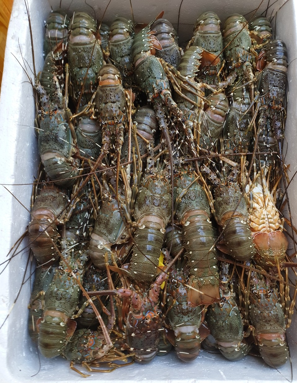 Giá tôm hùm, cá mú giảm mạnh vẫn ế