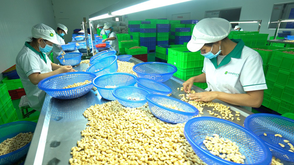 Hạt điều giả xuất xứ Bình Phước tràn lan trên mạng