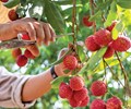 Bắc Giang tiếp tục xây dựng kế hoạch sản xuất tiêu thụ vải thiều năm 2021 