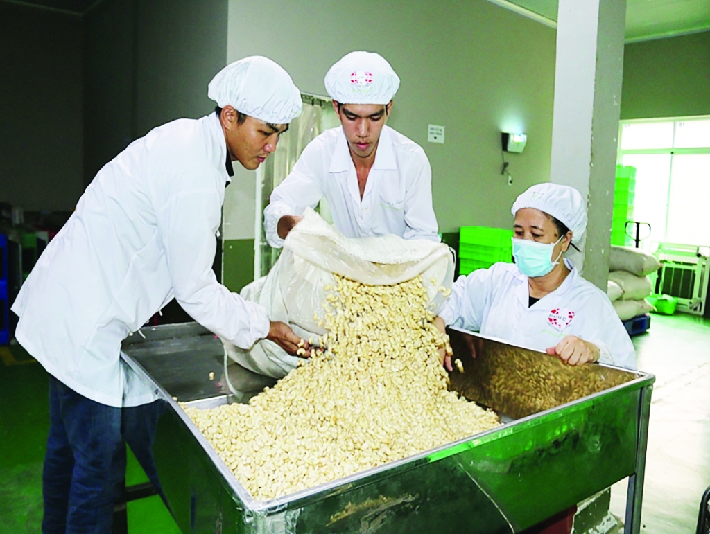 Chịu nhiều tác động ngoài, xuất khẩu điều có thể giảm mạnh trong Quý III2020