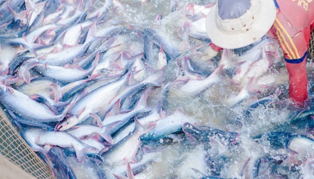FAO đưa ra chiến lược cho ngành nuôi trồng thủy sản bền vững