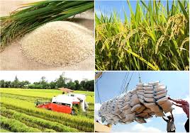 Giá lúa gạo hôm nay ngày 208 Không có biến động, giá gạo đi ngang sau những ngày tăng giá