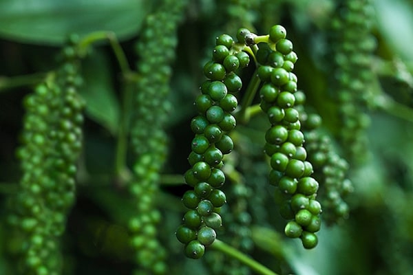 Giá tiêu hôm nay 158 Tăng nhẹ phiên cuối tuần