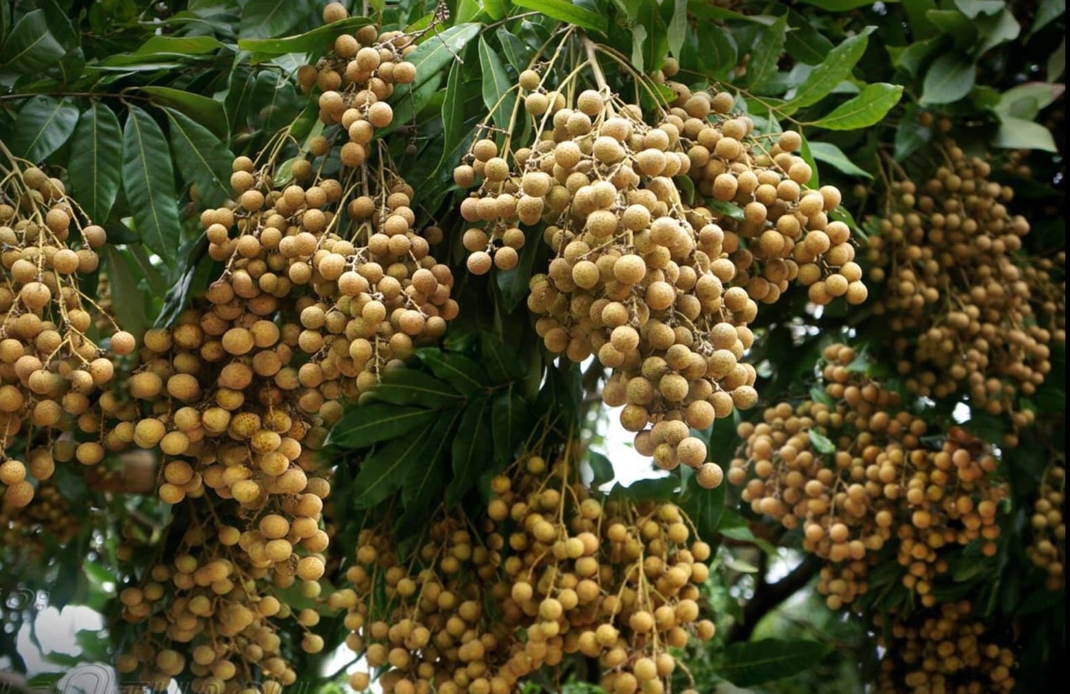 Người trồng nhãn “khóc ròng” vì được mùa, mất giá