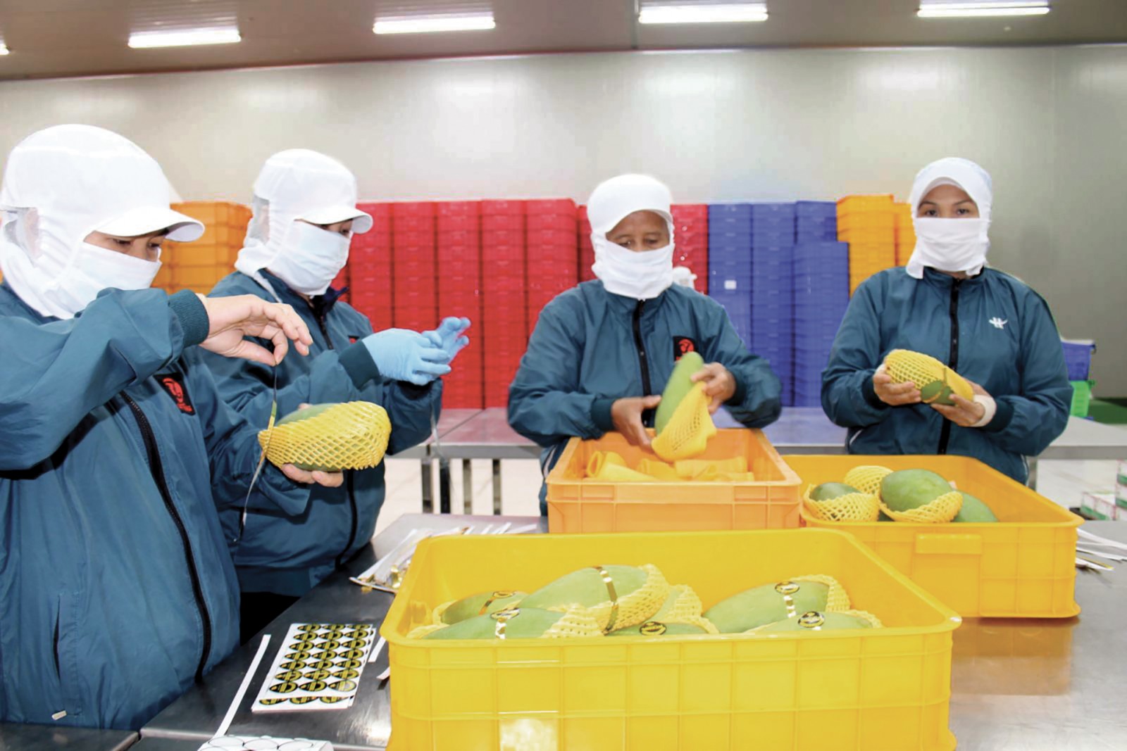 Trung Quốc tạm dừng nhập khẩu xoài Việt Nam