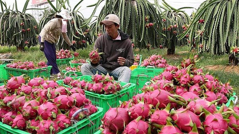 Ưu tiên xuất khẩu nhanh thanh long qua cửa khẩu Lào Cai