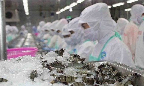 Xuất khẩu tôm sang thị trường Trung Quốc dự báo tăng 7% trong năm 2020