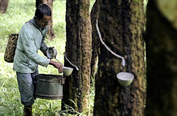Giá cao su hôm nay 149 Giá cao su hôm nay giữ mức ổn địn