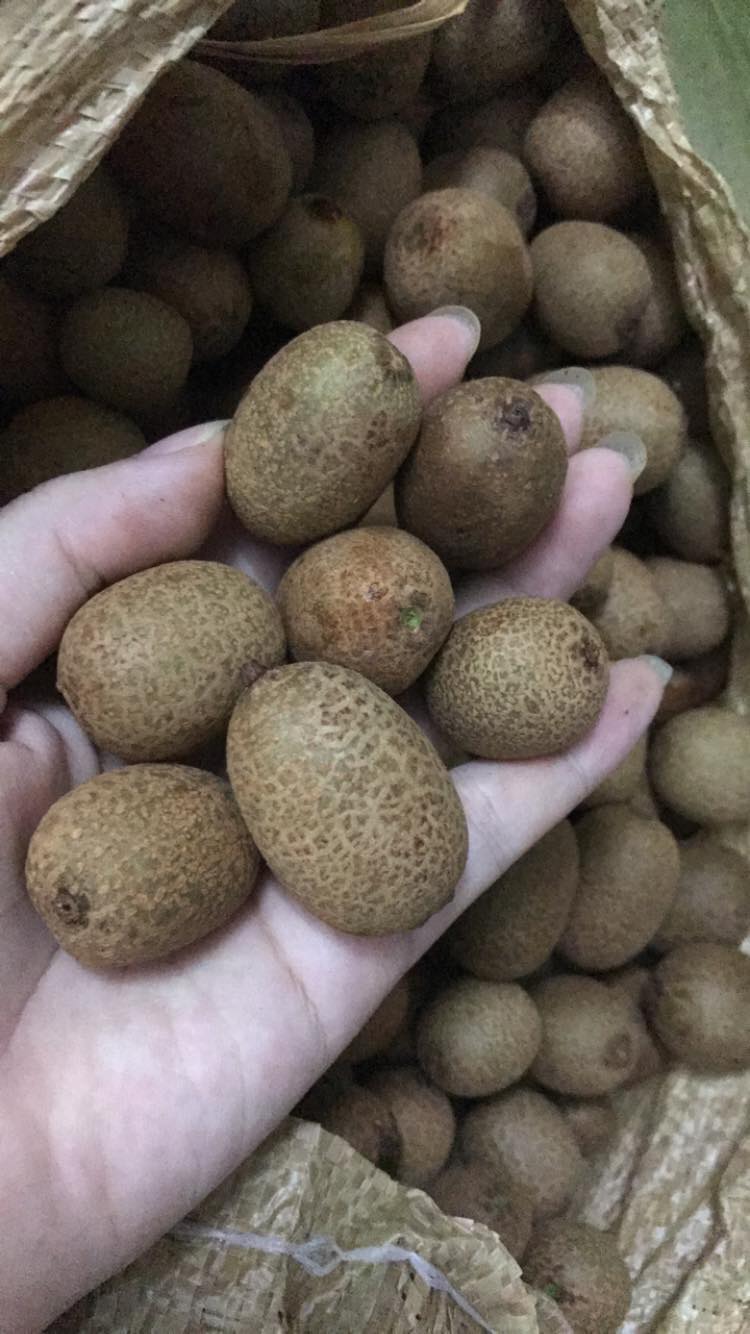 Thị trường xuất hiện kiwi rừng giá rẻ giống hệt kiwi nhập khẩu