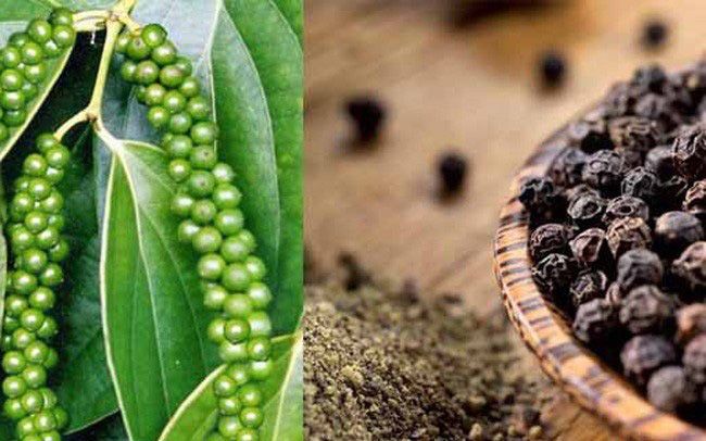 Giá tiêu hôm nay 169 Hồ tiêu trong nước giữ giá