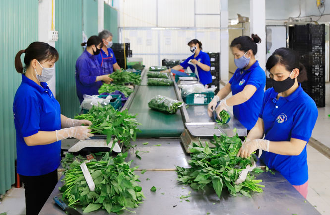 Hà Nội Đẩy mạnh củng cố phát triển hợp tác xã nông nghiệp