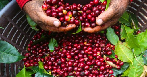 Giá cà phê hôm nay 189 Cà phê xuất khẩu Việt Nam hưởng lợi từ EVFTA
